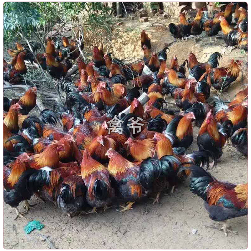 1斤清远麻鸡5只 太监鸡 线鸡 脱温鸡走地散养 包邮包活到家