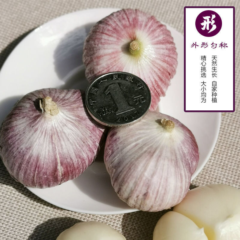 2022年云南紫皮蒜新蒜三瓣蒜鲜蒜大蒜头产地直发包邮天然大小