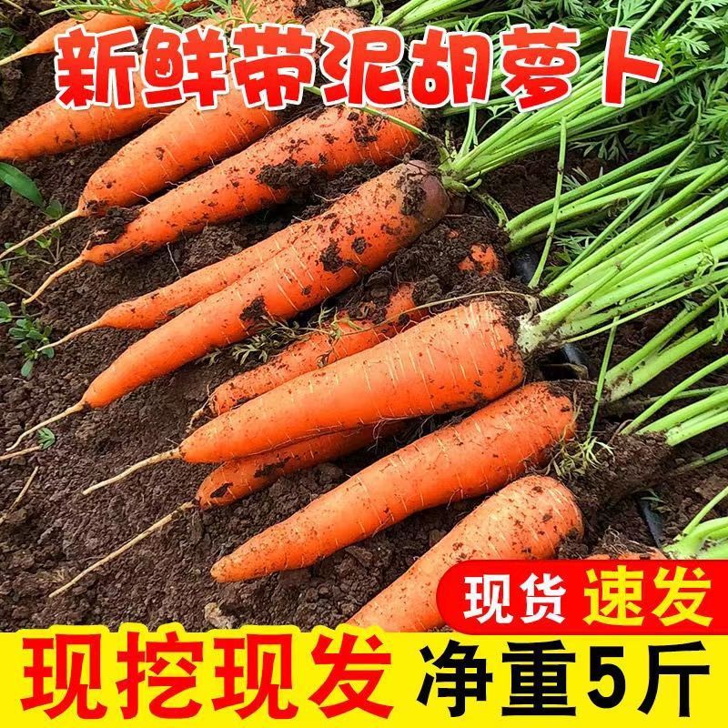 现挖现发新鲜胡萝卜沙土地新鲜蔬菜现挖农家自种水果跨境工厂炒菜