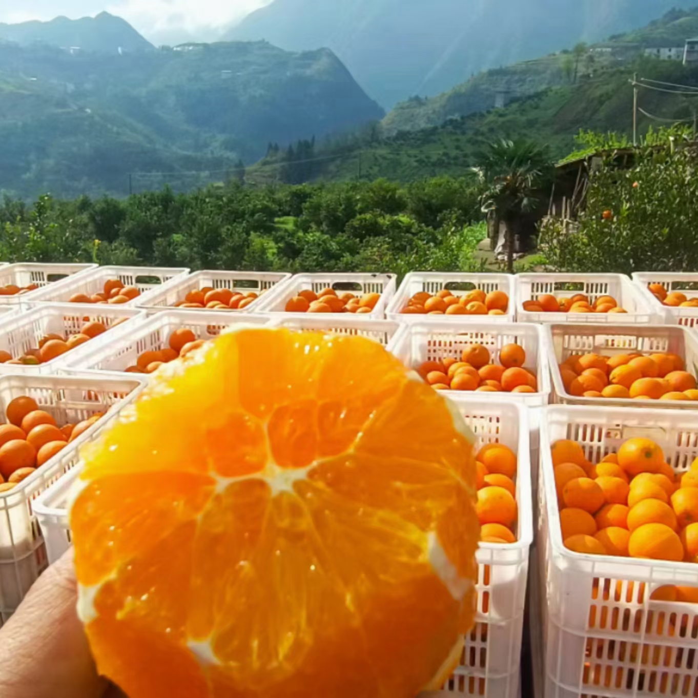 秭归纽荷尔脐橙长虹鹅蛋橙【巴东彪哥推荐】不打蜡，无催熟-清甜可口