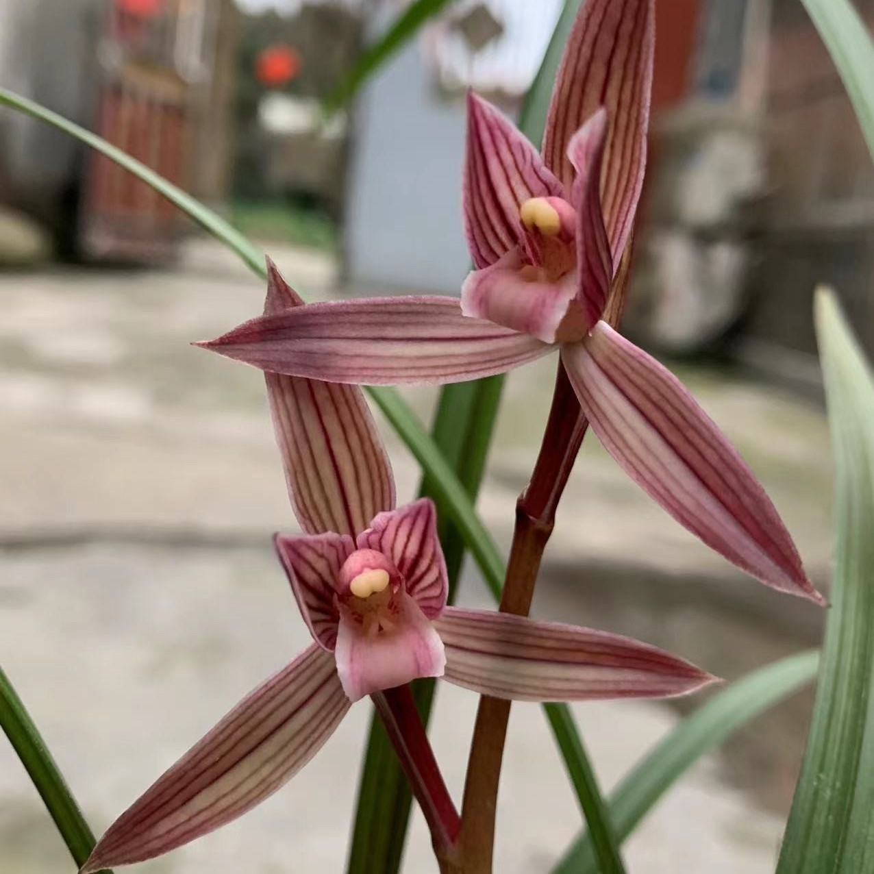 逸品兰园  直播间专用 小黄车1号链接