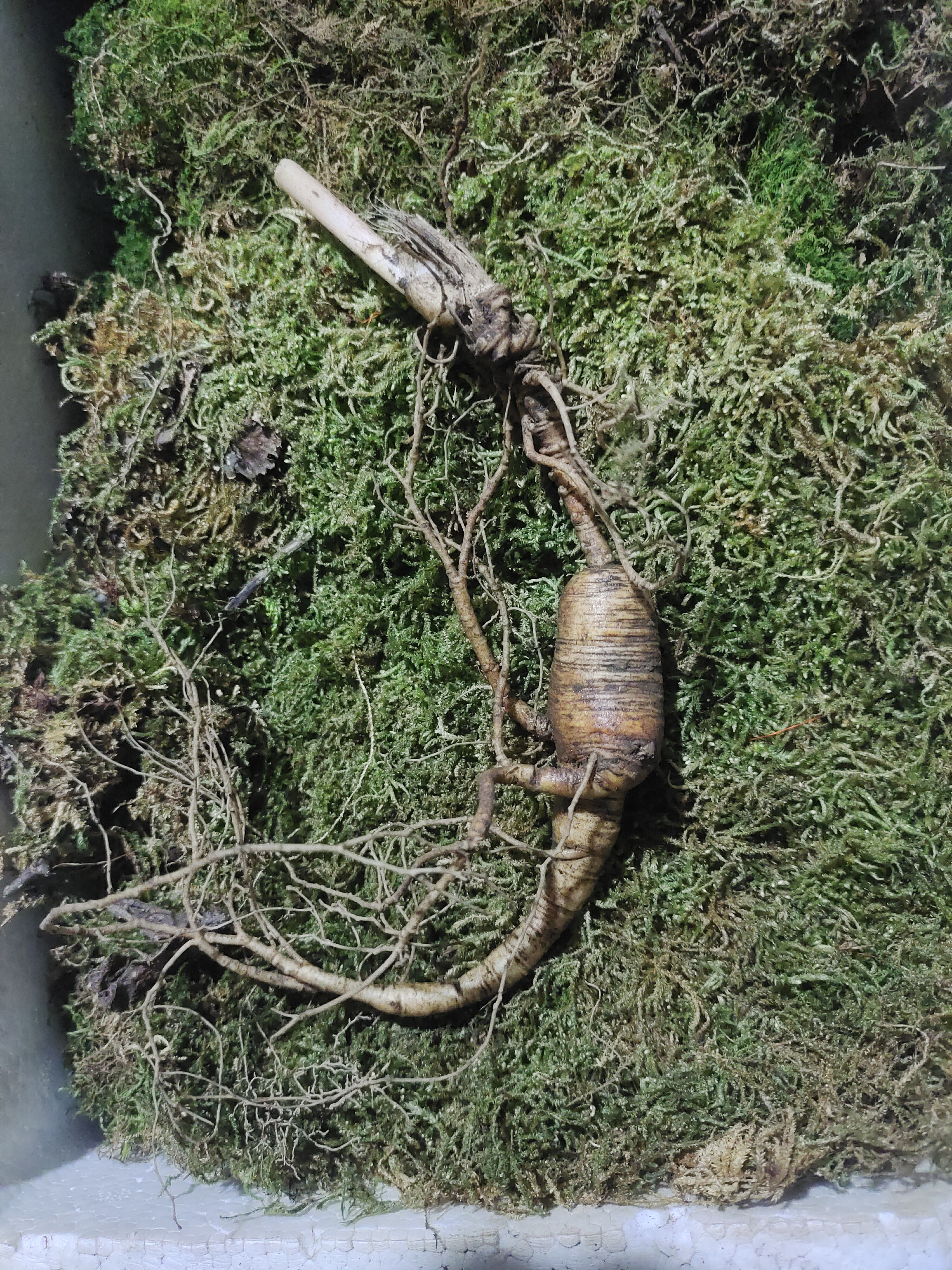 长白山鲜人参林下籽参