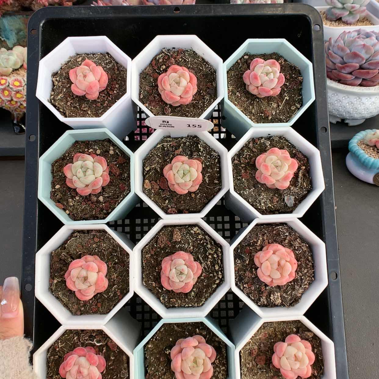 【闪购商品】155糖心