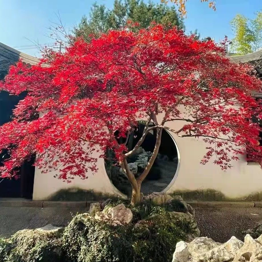 红枫树苗红舞姬中国红三季红庭院红枫盆地栽园林绿化盆景耐寒耐热