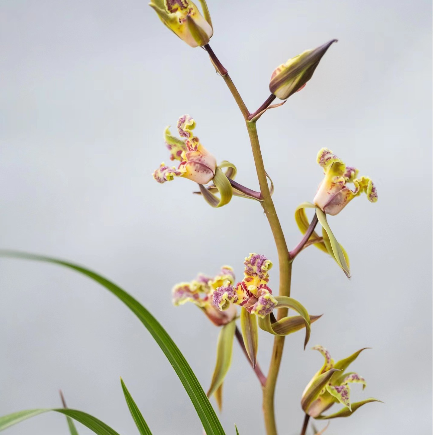 姑苏国兰兰花210-300价格