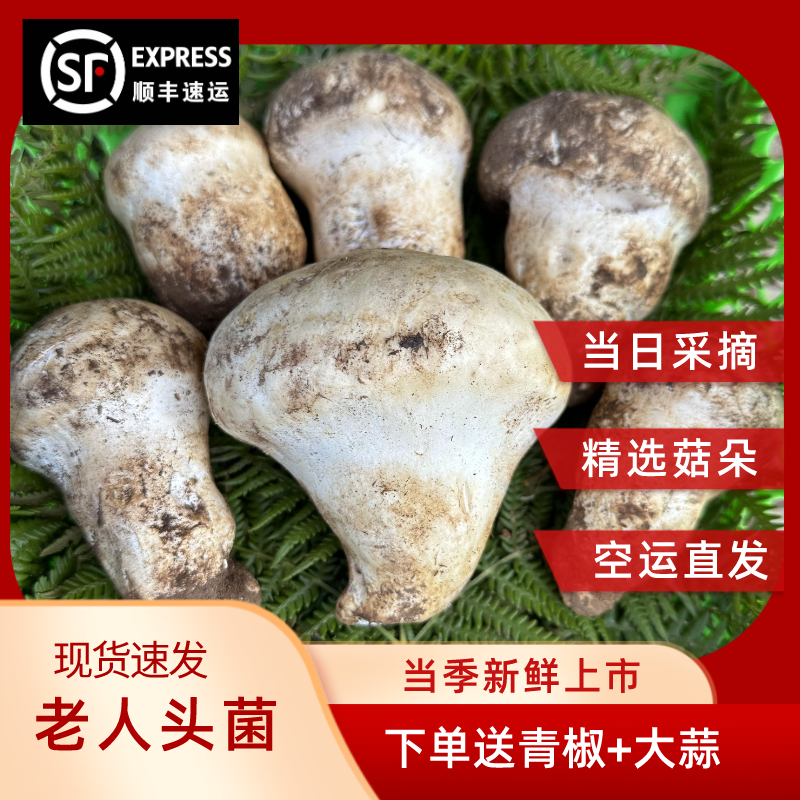 云南野生菌老人头菌剥皮菌杉老包菌500g-1000g