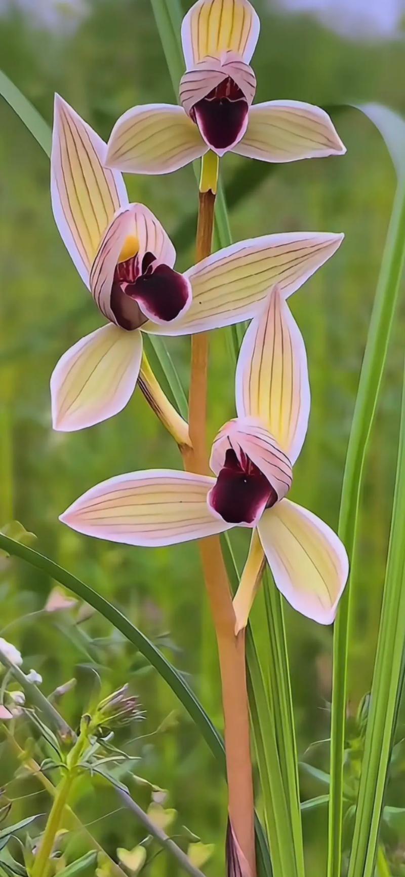 兰花绿植园艺花卉