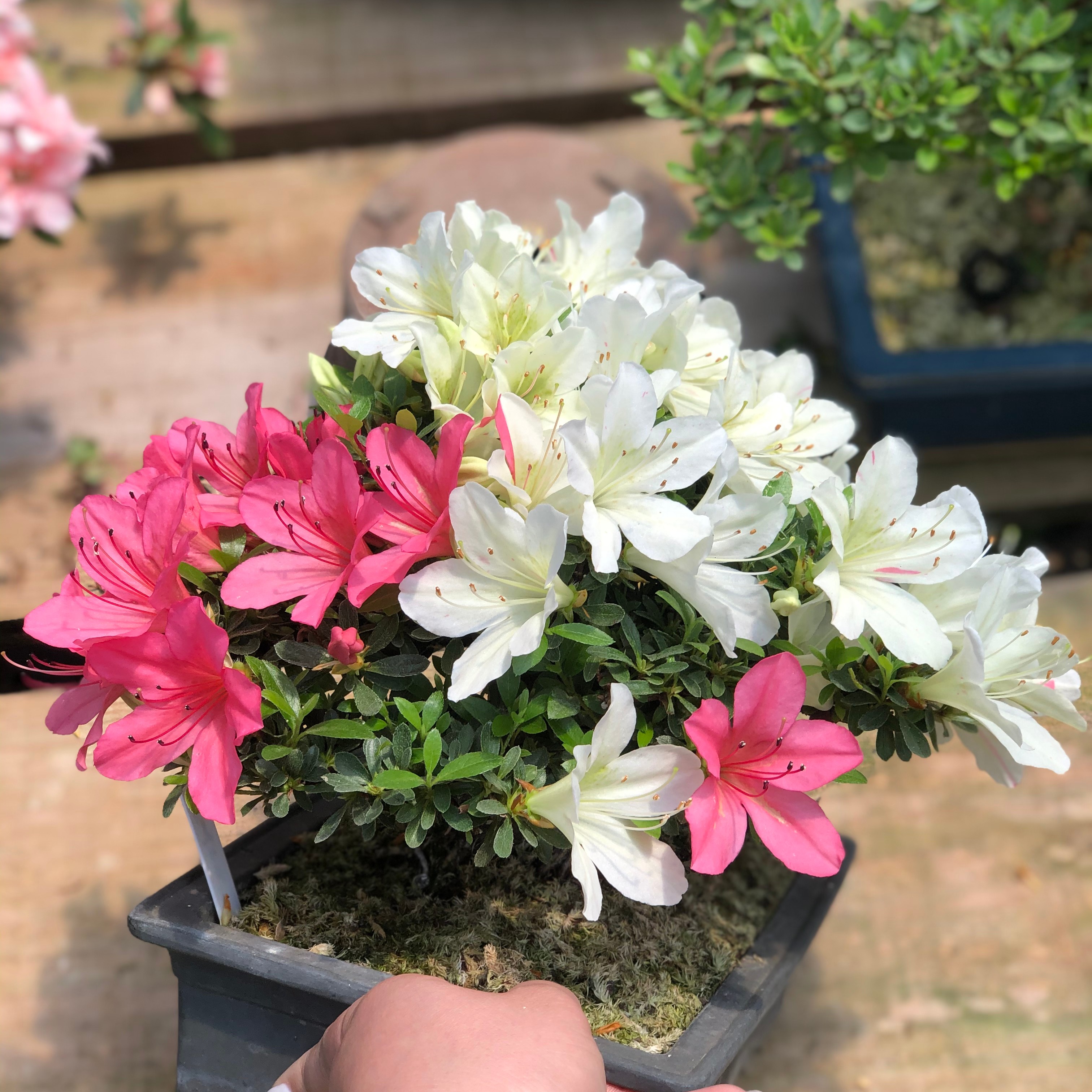 直播链接，杜鹃，枫树等品种