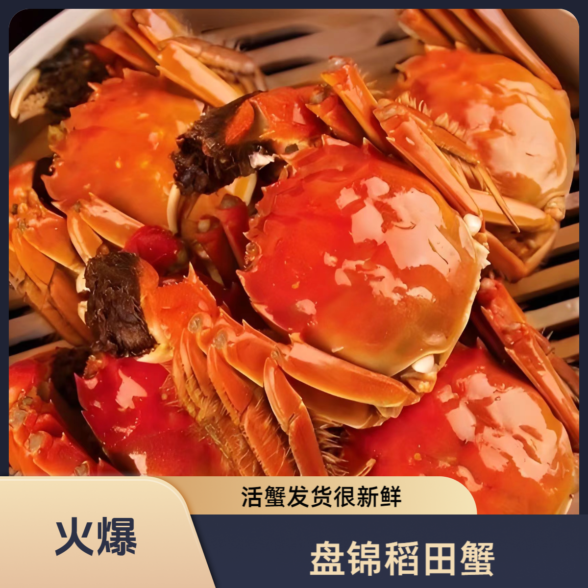 【新疆拍】【盘锦稻田蟹】母蟹（1.3–.1.6两 约8只/斤）鲜活发货  