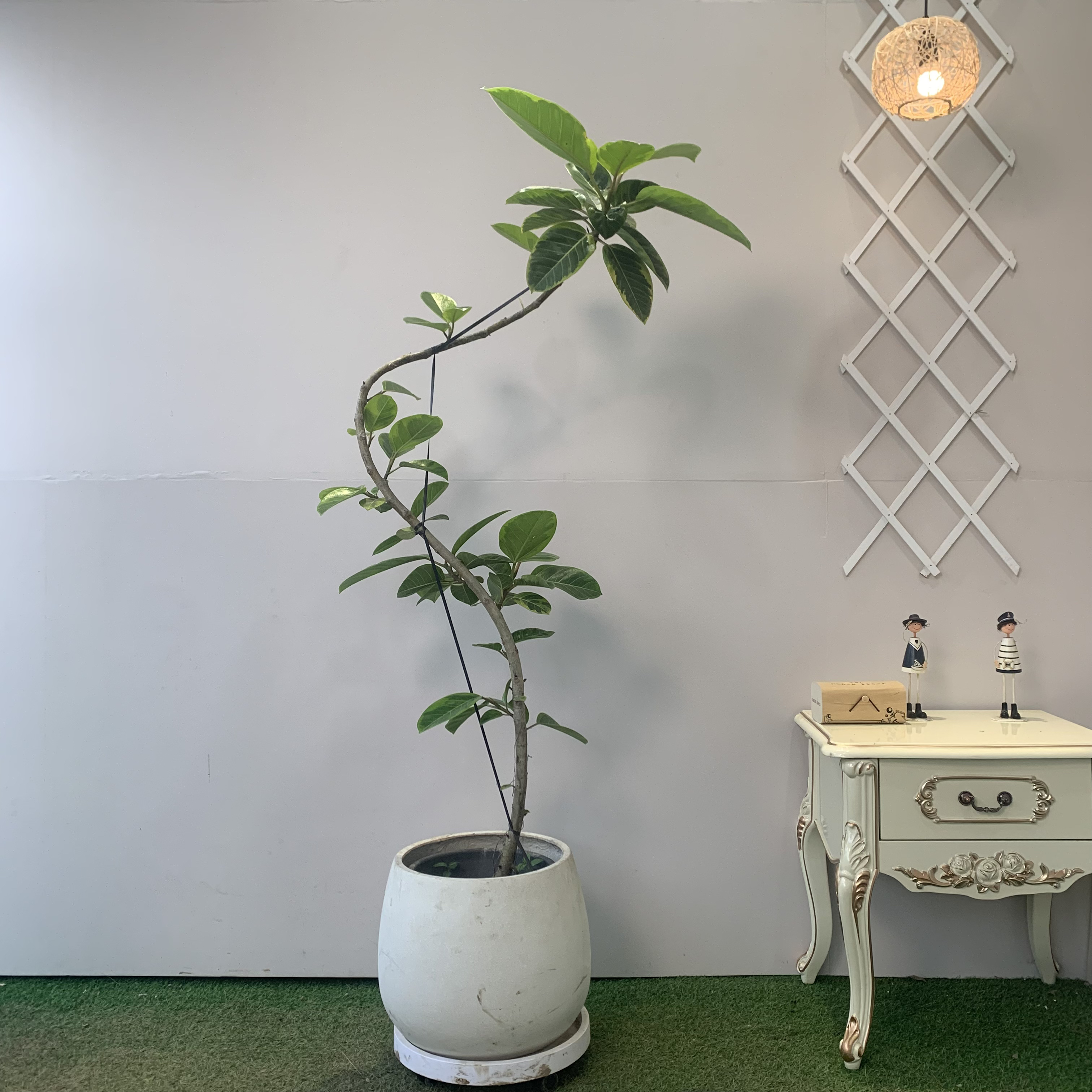 黄金榕榕造型绿植落地好养橡皮树大飘枝客厅摆放装饰中大型植物