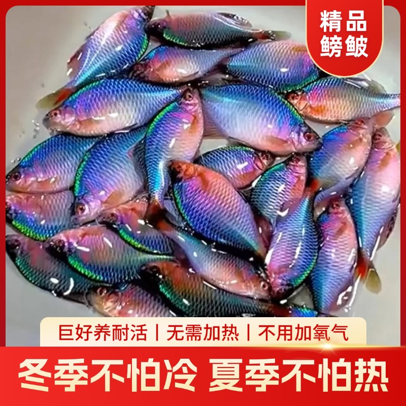 【观赏鱼】鳑鲏鱼 旁皮鱼冷水鱼原生鱼七彩高体旁皮活体小型淡水鱼