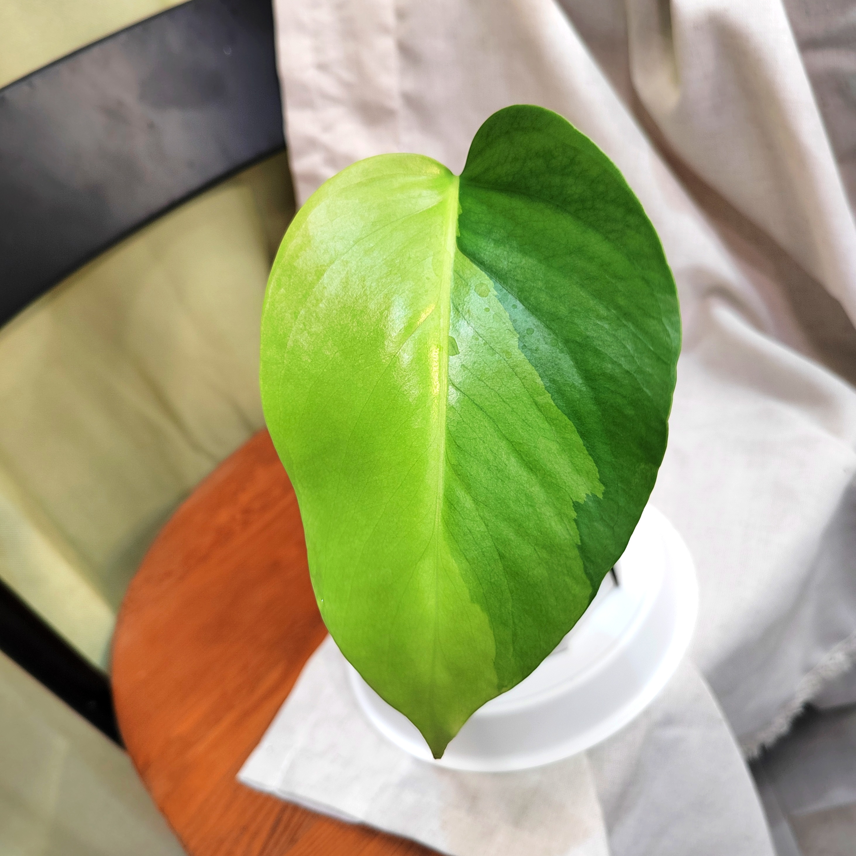 Kseven 暴力黄锦龟背竹三色 天南星科室内观叶植物盆栽绿植