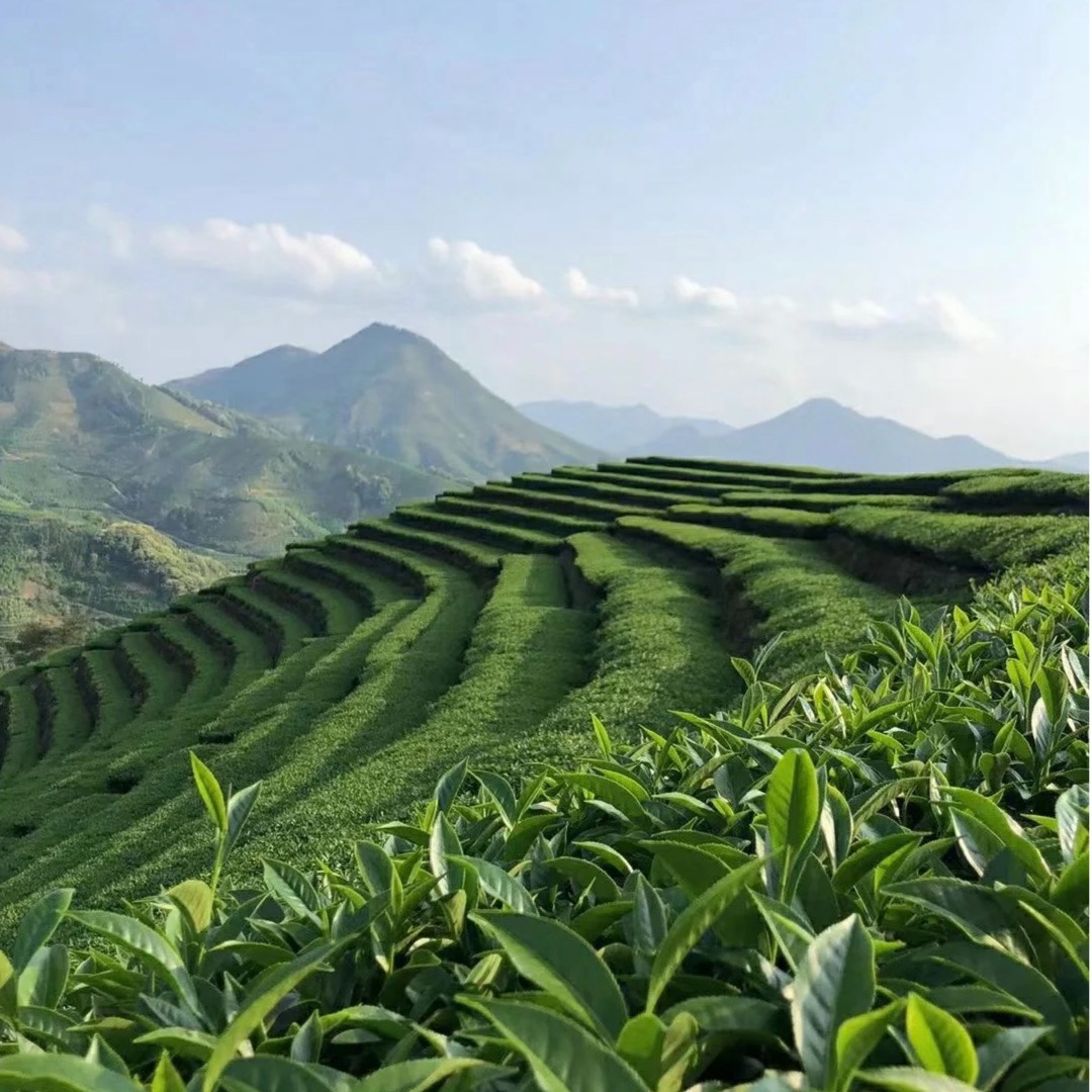 XG小海西肉桂礼盒装