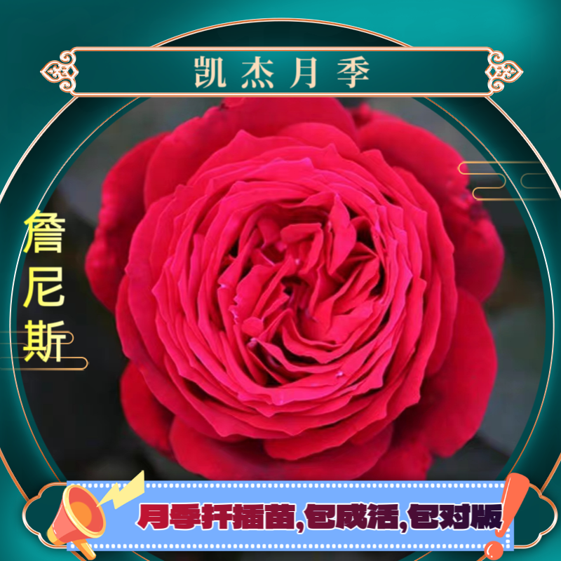 詹尼斯月季扦插苗包对版玫瑰红色客厅庭院美观春季夏季大花月季