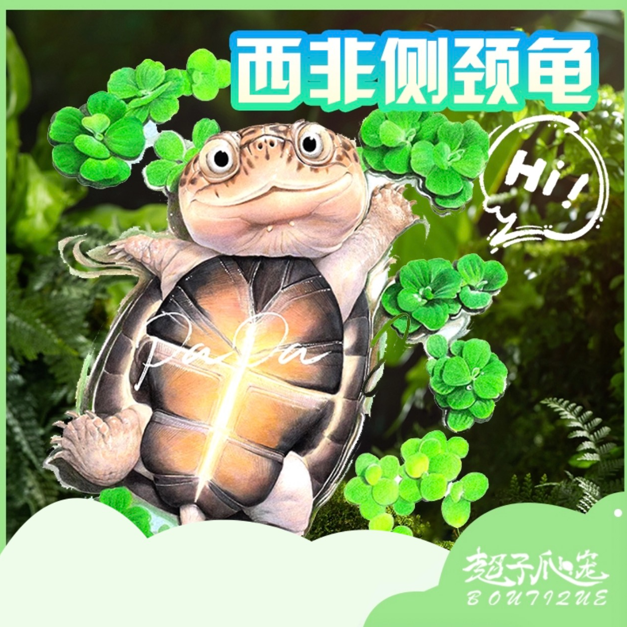 西非侧颈龟萌宠剃刀麝香红面头盔墨蛋沼泽宠物龟活体龟苗小乌龟