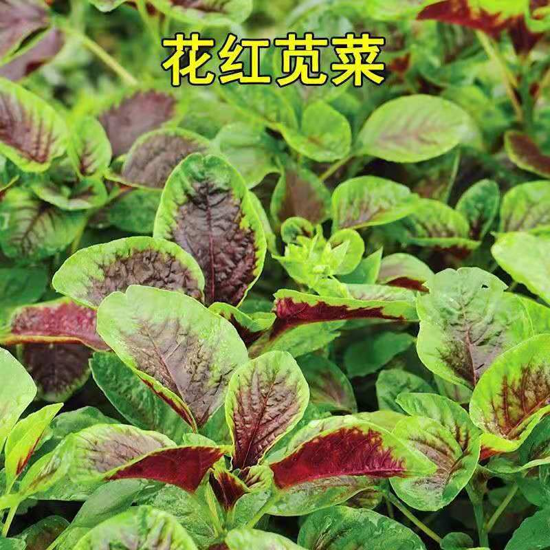 红苋菜种子苋菜籽苋菜种籽蔬菜种子四季阳台圆叶盆栽蔬菜农家菜籽