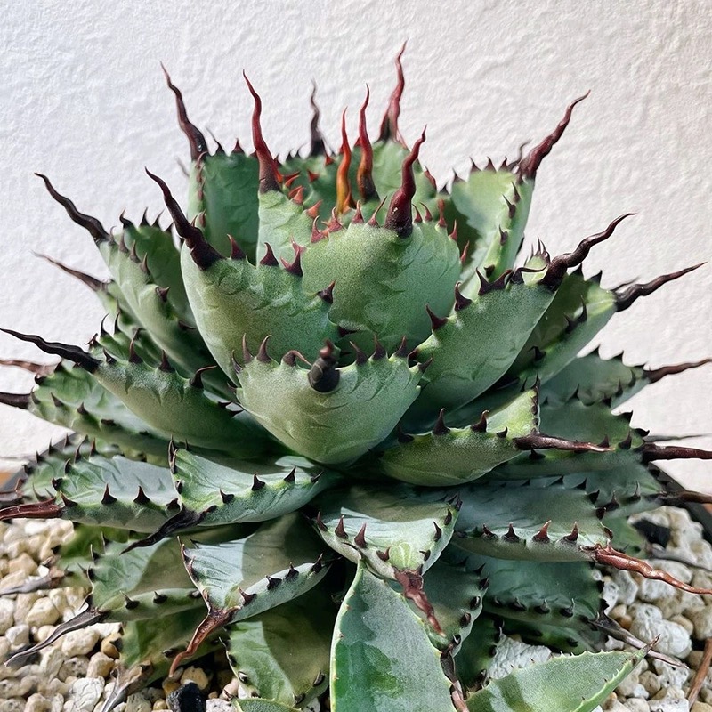 强曲刺芭蕾龙舌兰一物一拍所见所得八荒殿雷神杂交组合盆栽好养