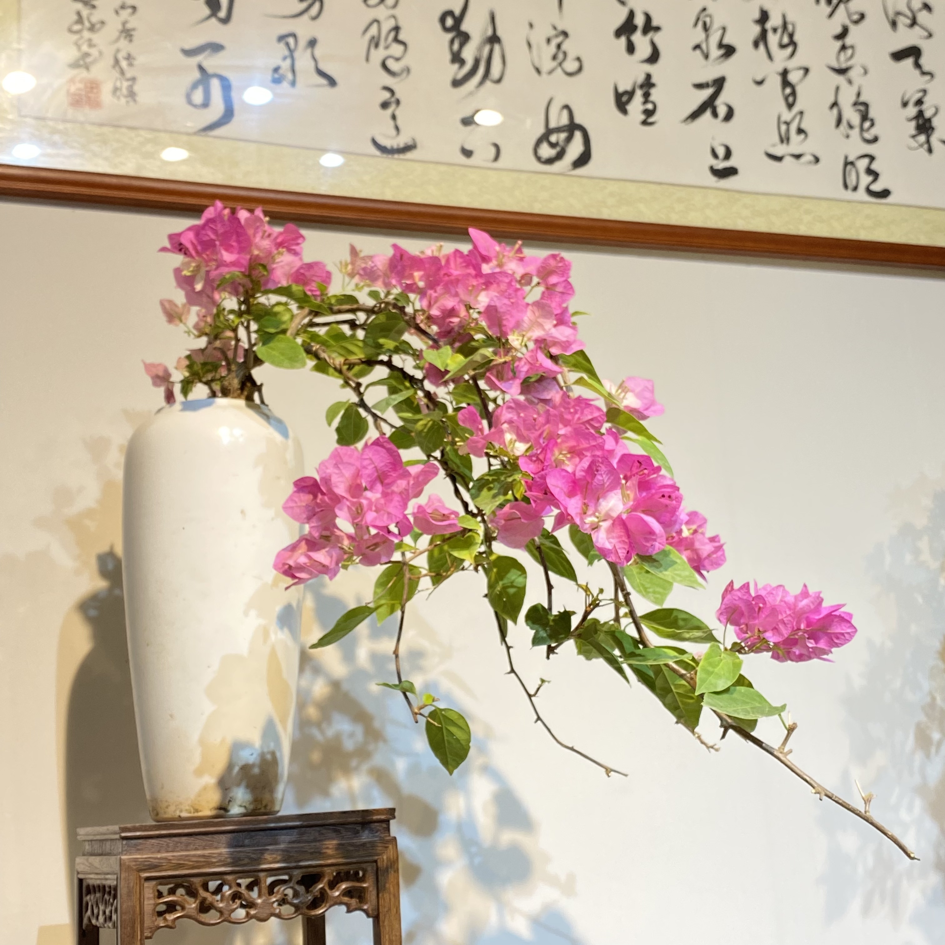 一物一拍老桩三角梅盆景飘枝侧飘勤花爆花