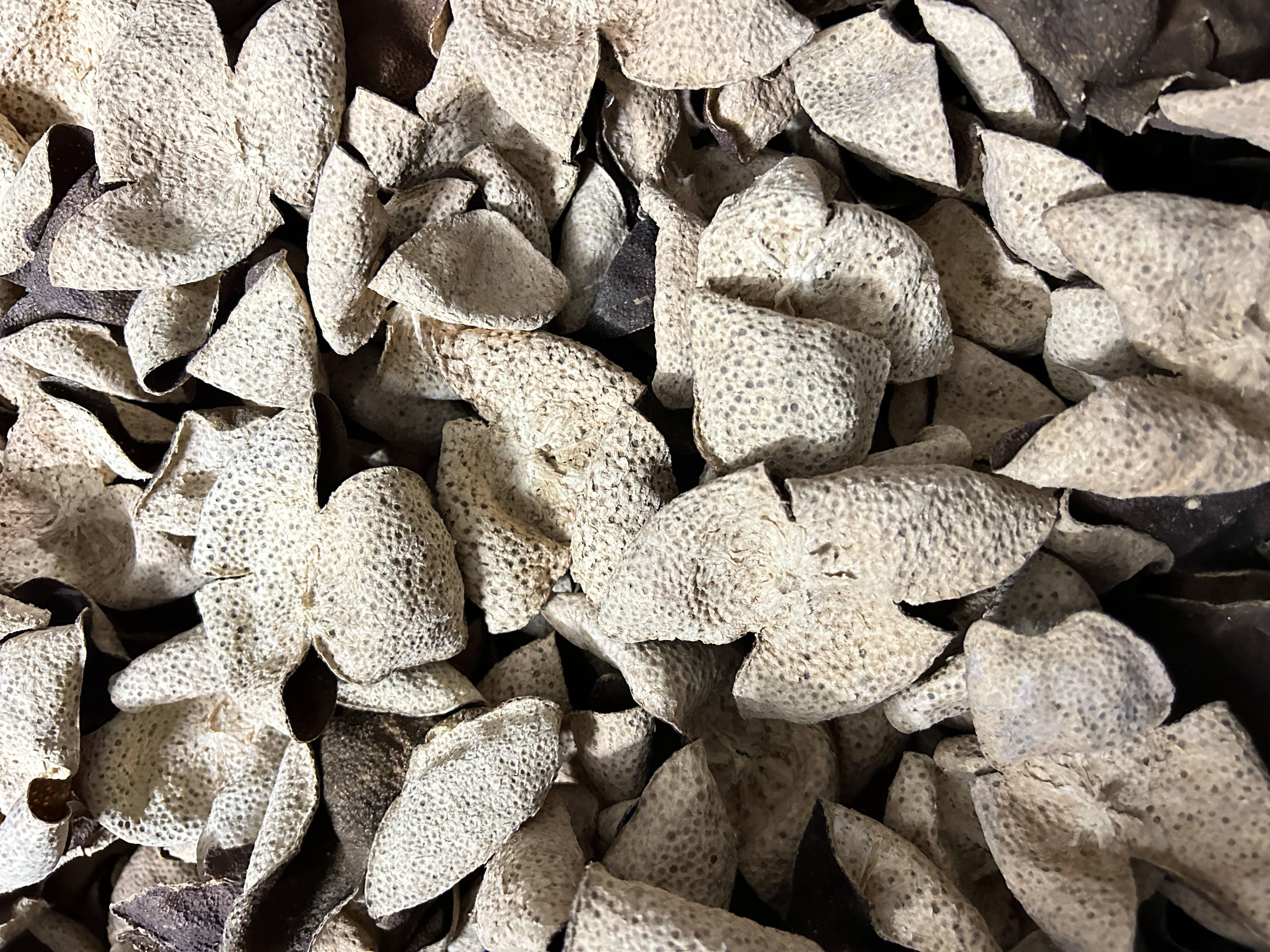 2017年天马驳枝青皮 新会一线产区 药香 薄荷凉 回甘