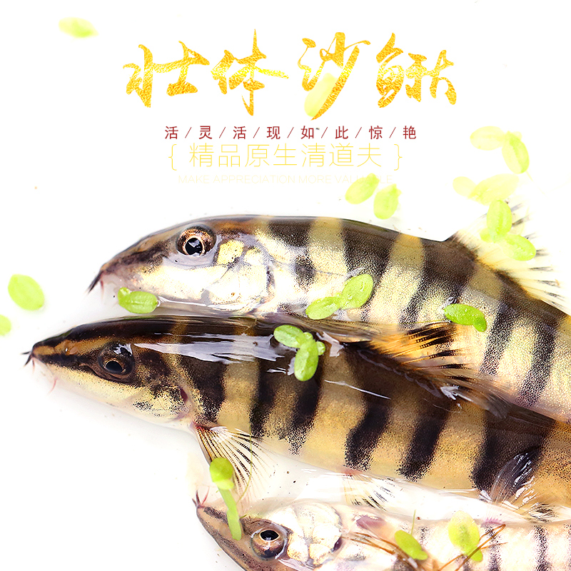 壮体沙鳅冷水鱼中国原生淡水鱼美丽中华鲨鳅条纹花鳅美丽条鳅活体