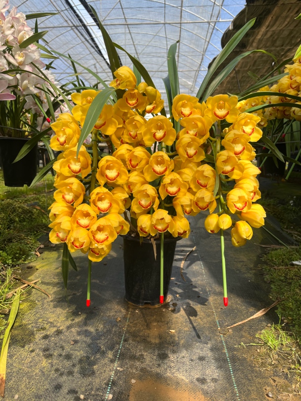 大花惠兰浓香型杨贵妃/室内高端花材/源头基地年宵花