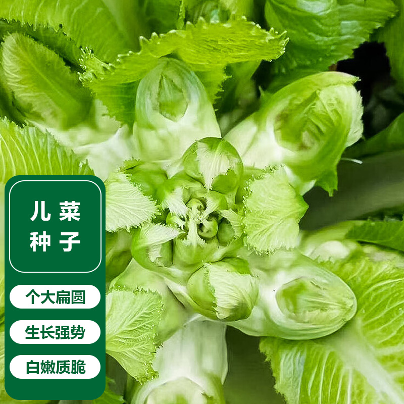 儿菜耐寒种子四川抱子芥榨菜四季播种娃娃菜阳台小院种植圆形种植