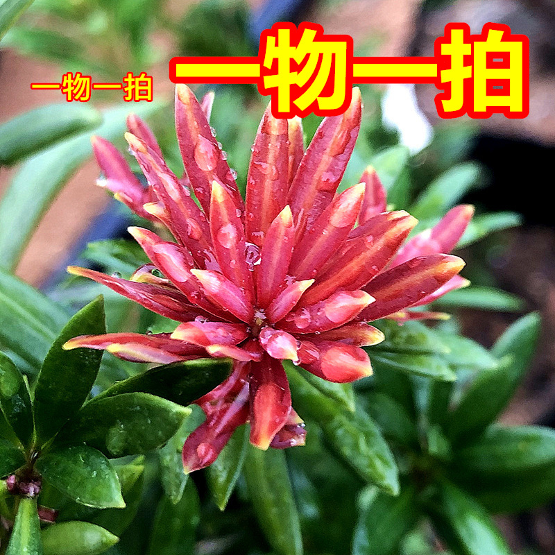 直播间一物一拍罗汉松室内盆景栽树花卉老桩名贵绿植太子妃红宝石