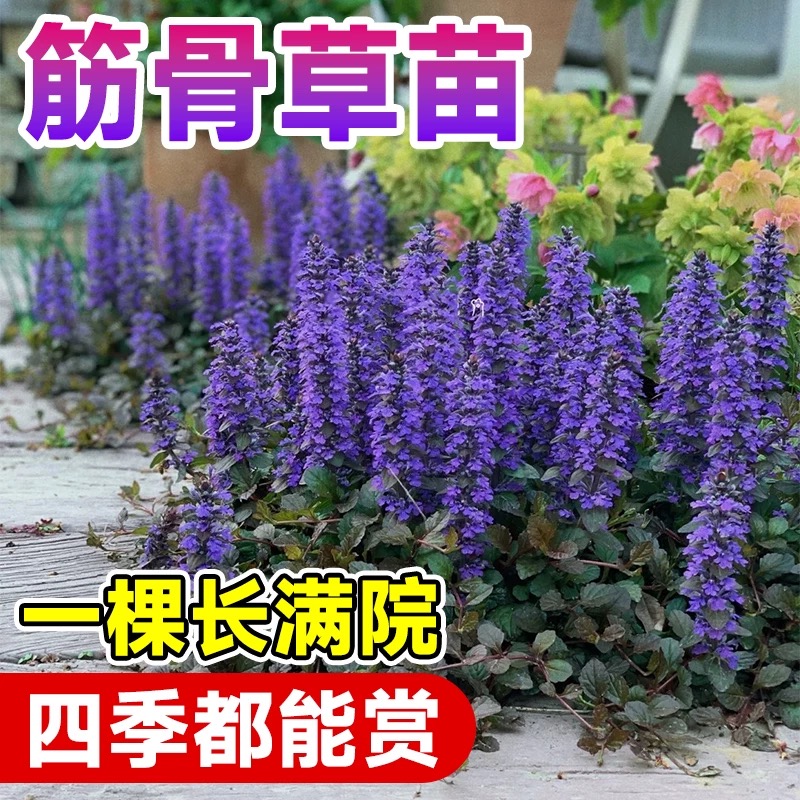 筋骨草苗金叶姬十二多花宿根植物多年生耐热耐寒庭院绿化四季花卉