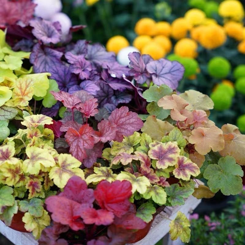 矾根植物盆栽中苗组合套餐耐寒阳台花园庭院室内四季观叶花卉包邮
