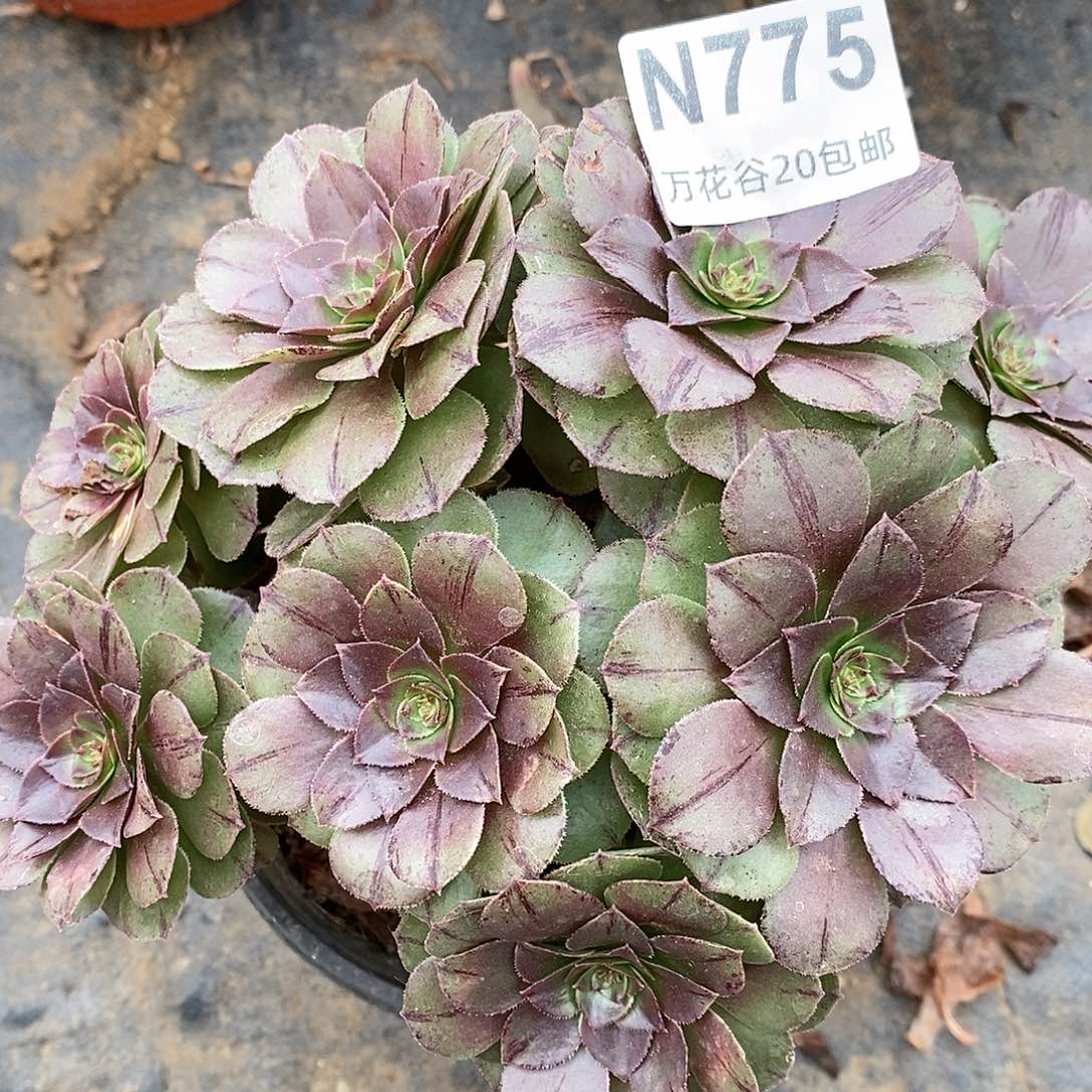 775万拉丝多肉植物