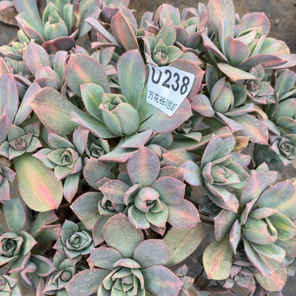 【闪购商品】238星灿