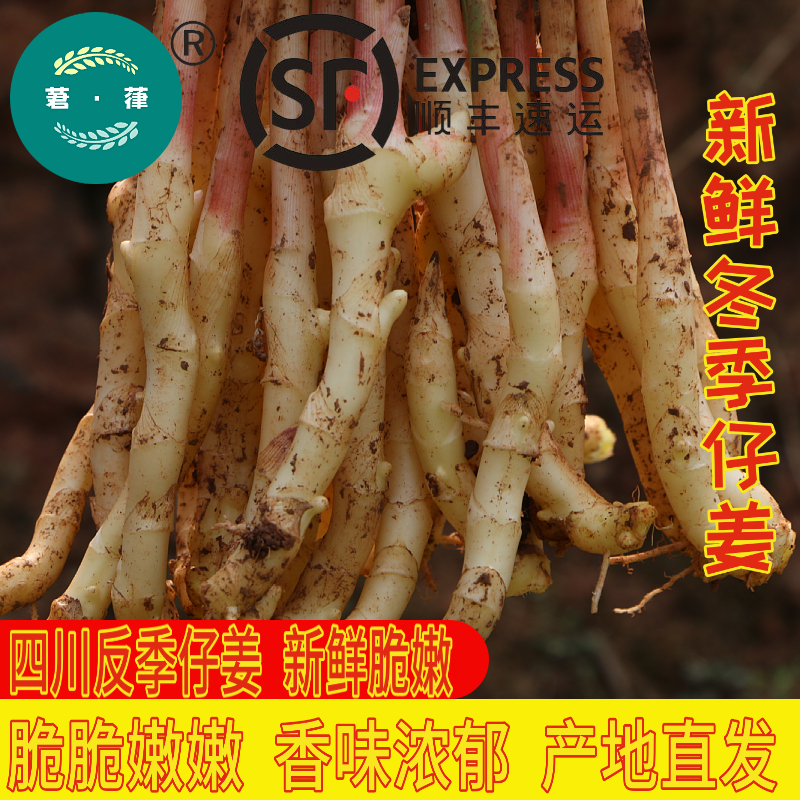【 快递到家  四川新鲜仔姜】竹根姜嫩姜仔姜嫩姜子姜0.5/1/3/4/5斤