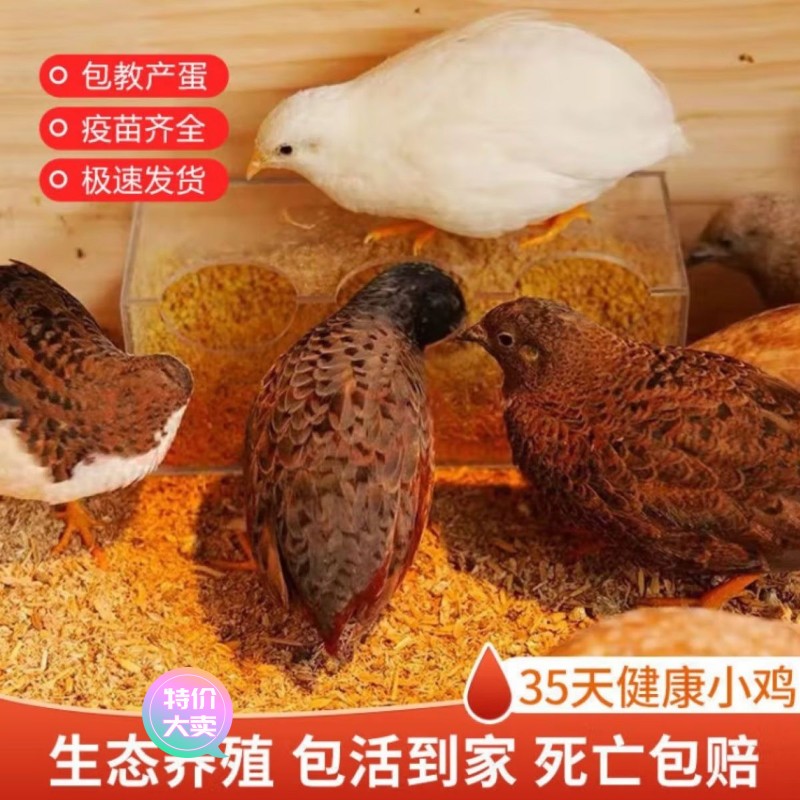 【商超品质】网红芦丁鸡批发鸡芦丁鸡网红芦丁鸡原色鸡鹌鹑苗卢丁