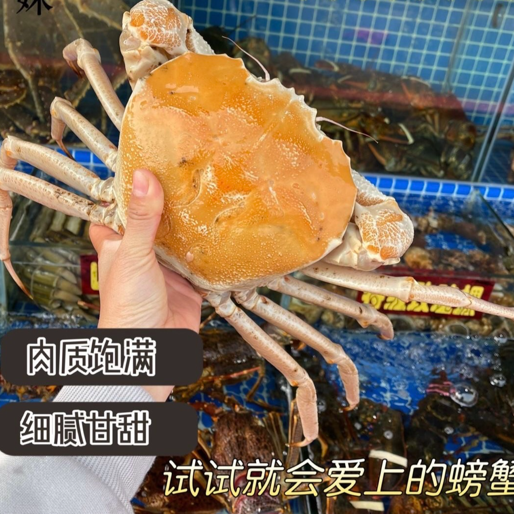 澳州黄金雪蟹 野生进口水晶蟹皇后蟹生猛海鲜1斤价顺丰包邮