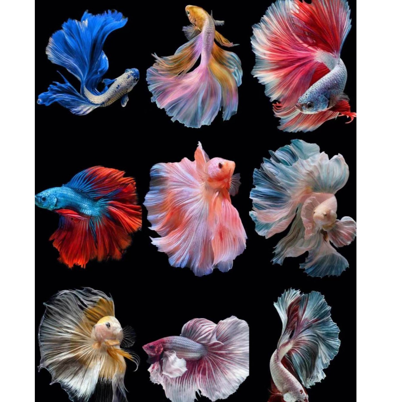 斗鱼泰国观赏鱼狮王半月将军马尾双尾大耳活体宠物三只包邮