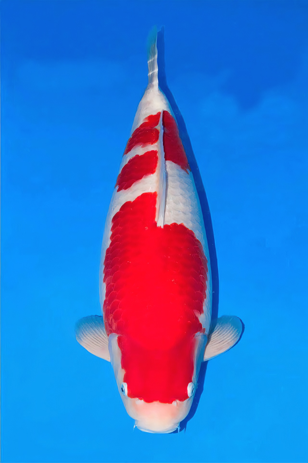 进口种鱼锦鲤观赏鱼自家产30厘米左右锦鲤锦鲤鱼鱼红色大鱼观赏鱼