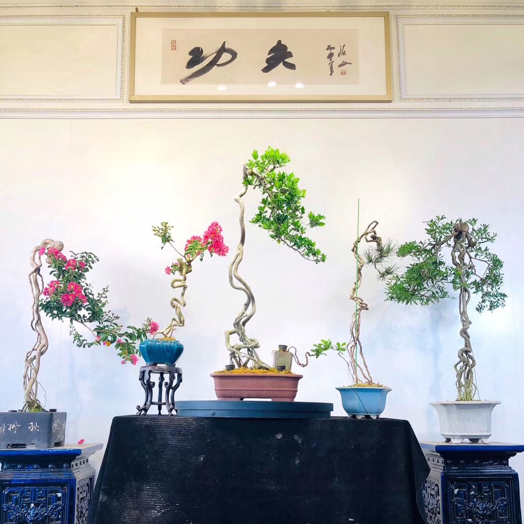 功夫盆景栀子花山桔八房柑紫薇龙船花等盆景