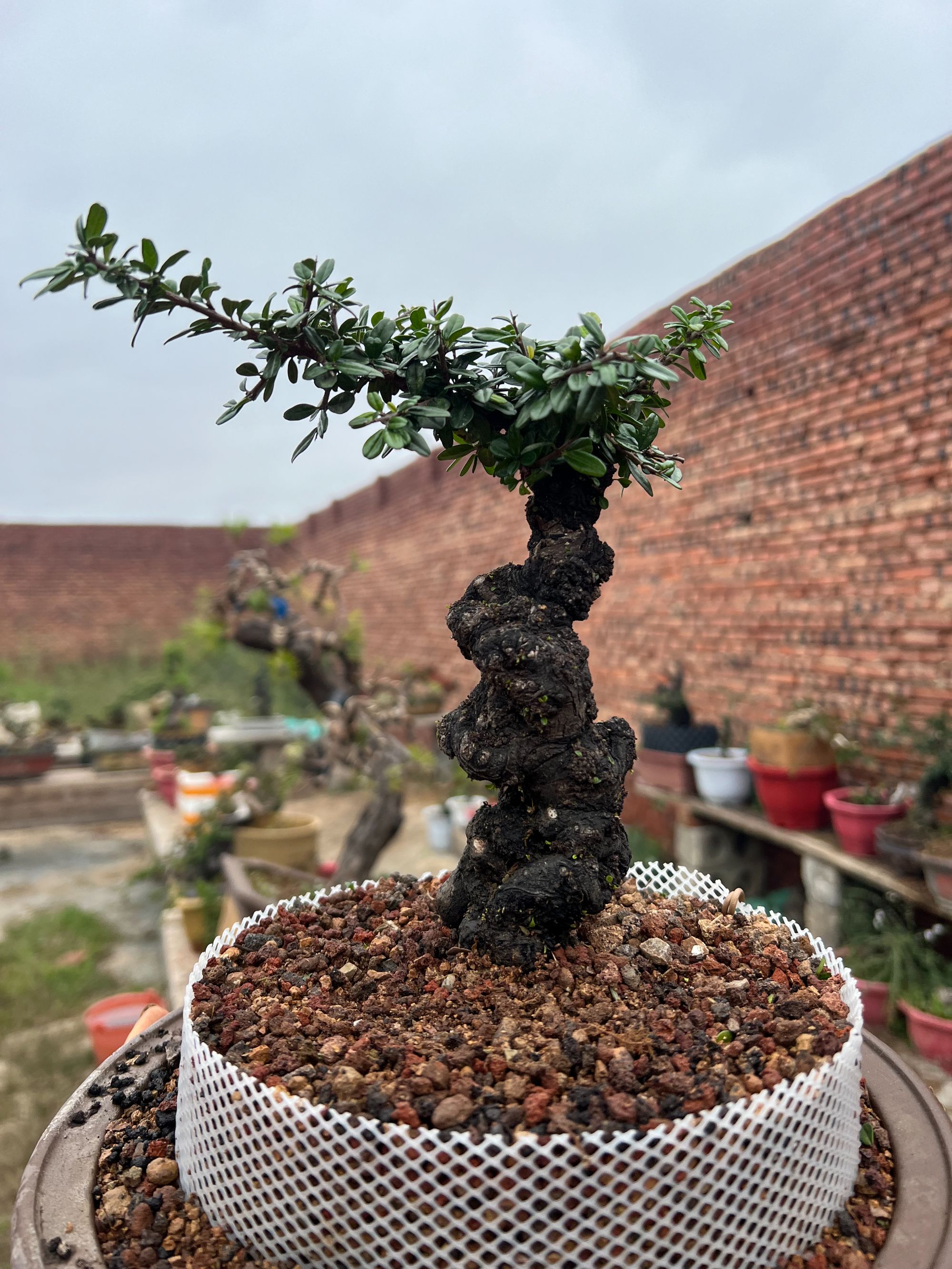 黑刺 老鹰刺 柏树 金花小果 柏树盆景链接