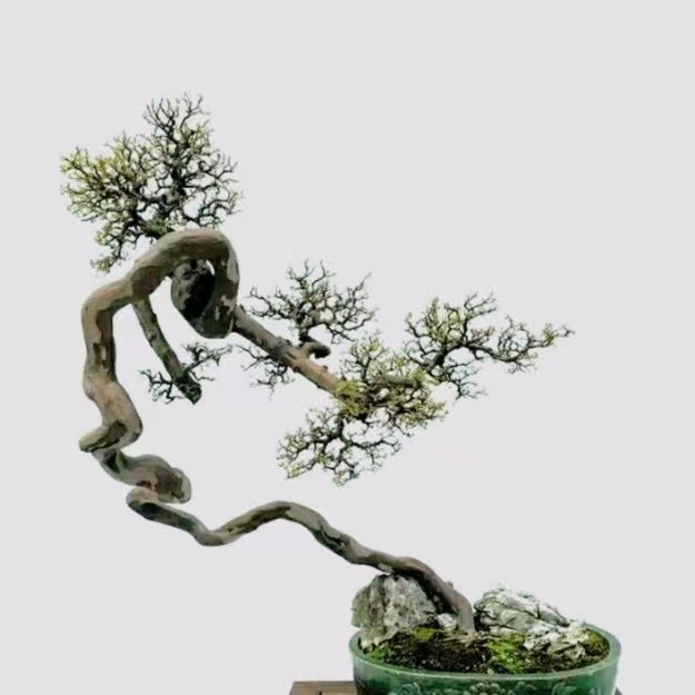 雀梅盆景红牙老桩，【一物一拍】需直播间下单，直接下单无相应现货