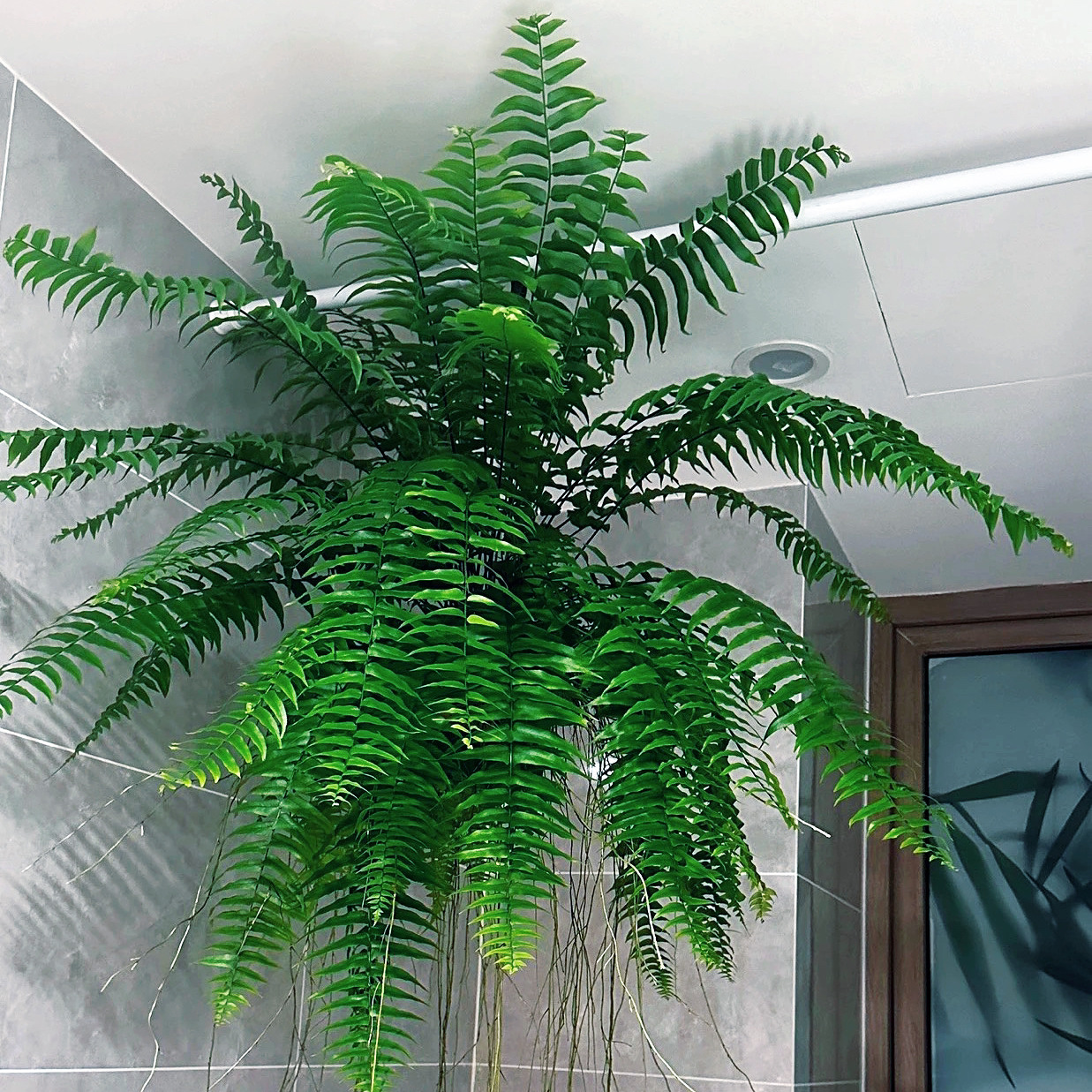 霸王蕨类翠绿生长叶大型蕨类垂吊室内好养绿植盆栽耐阴花欧美居家