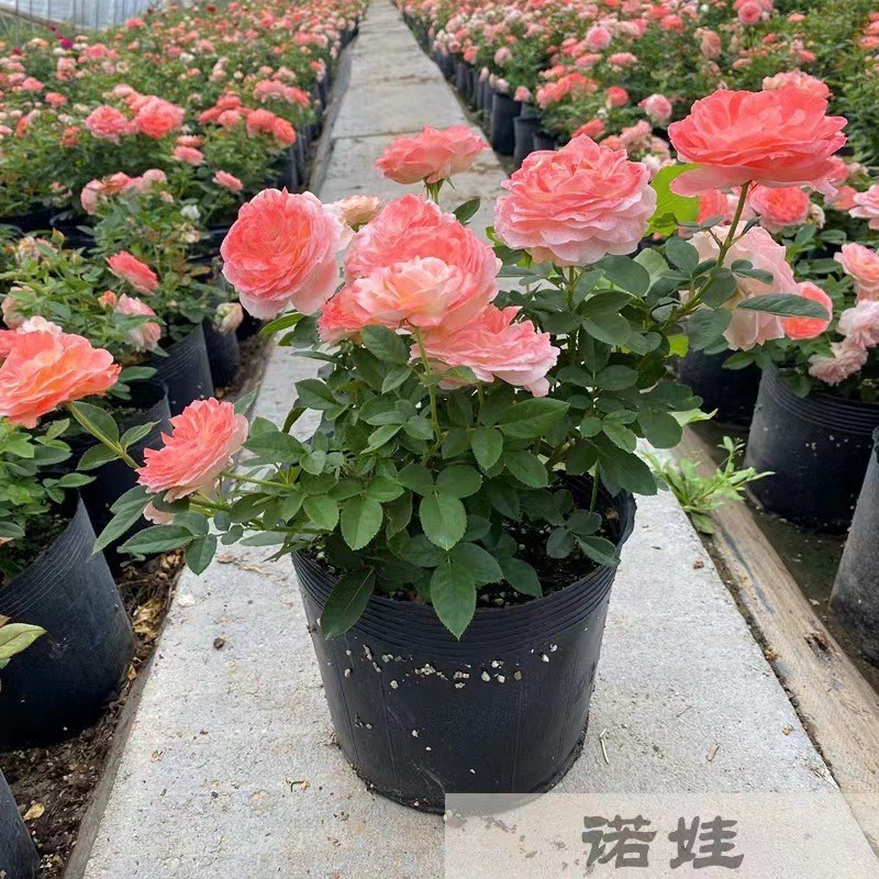 月季特大花浓香果汁阳台庭院花卉植物盆栽蔷薇四季玫瑰花苗品种香