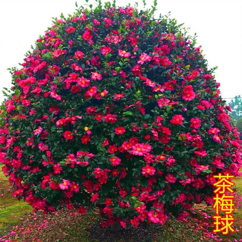 茶梅苗 茶梅球树苗 茶梅花苗耐寒植物茶梅盆栽四季常青庭院绿化苗