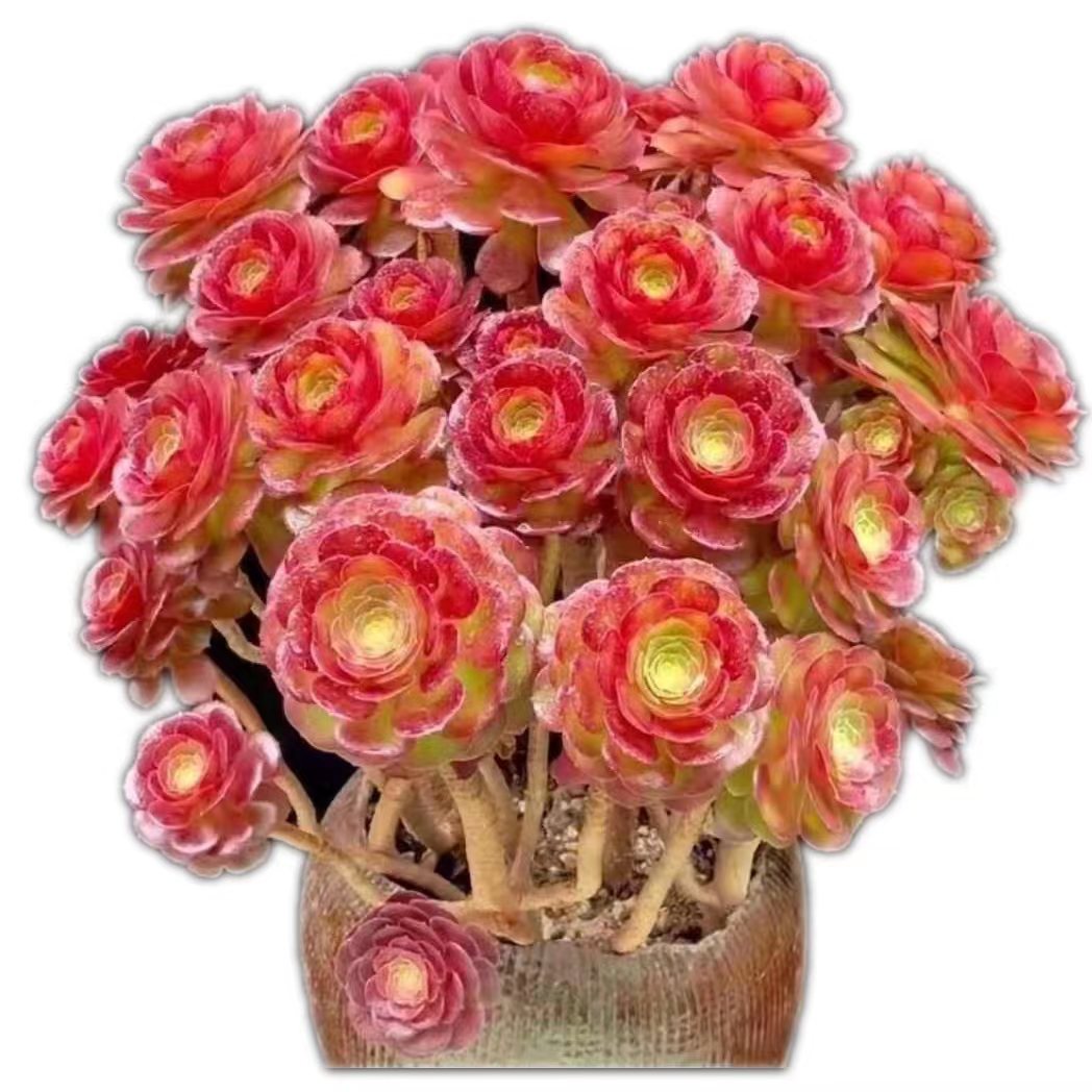 多肉植物   一物一拍  看好下单  法师  缀化  花卉绿植   盆栽