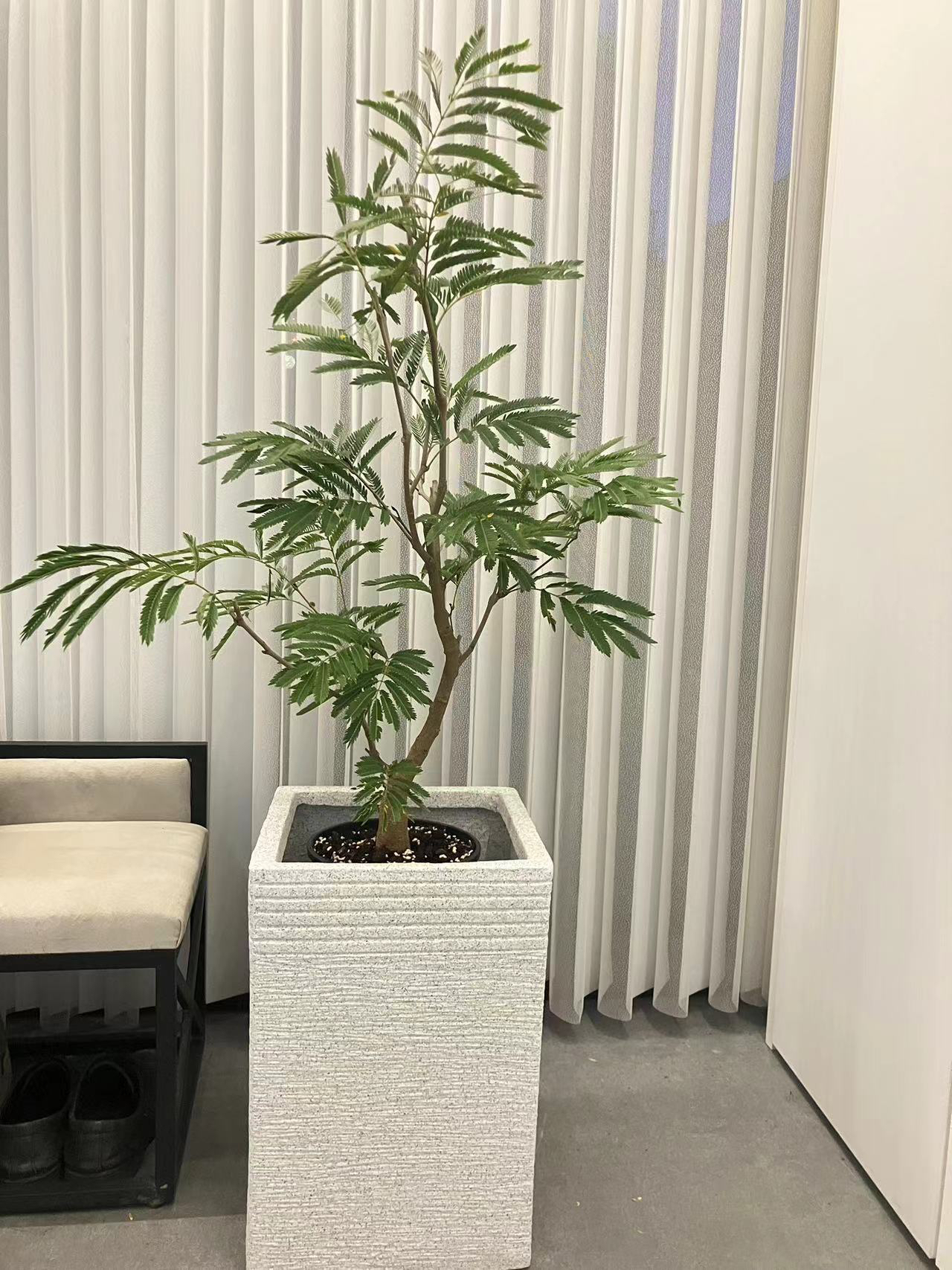 密叶猴耳环 进口室内耐阴好养四季常绿盆栽植物ins风网红观叶