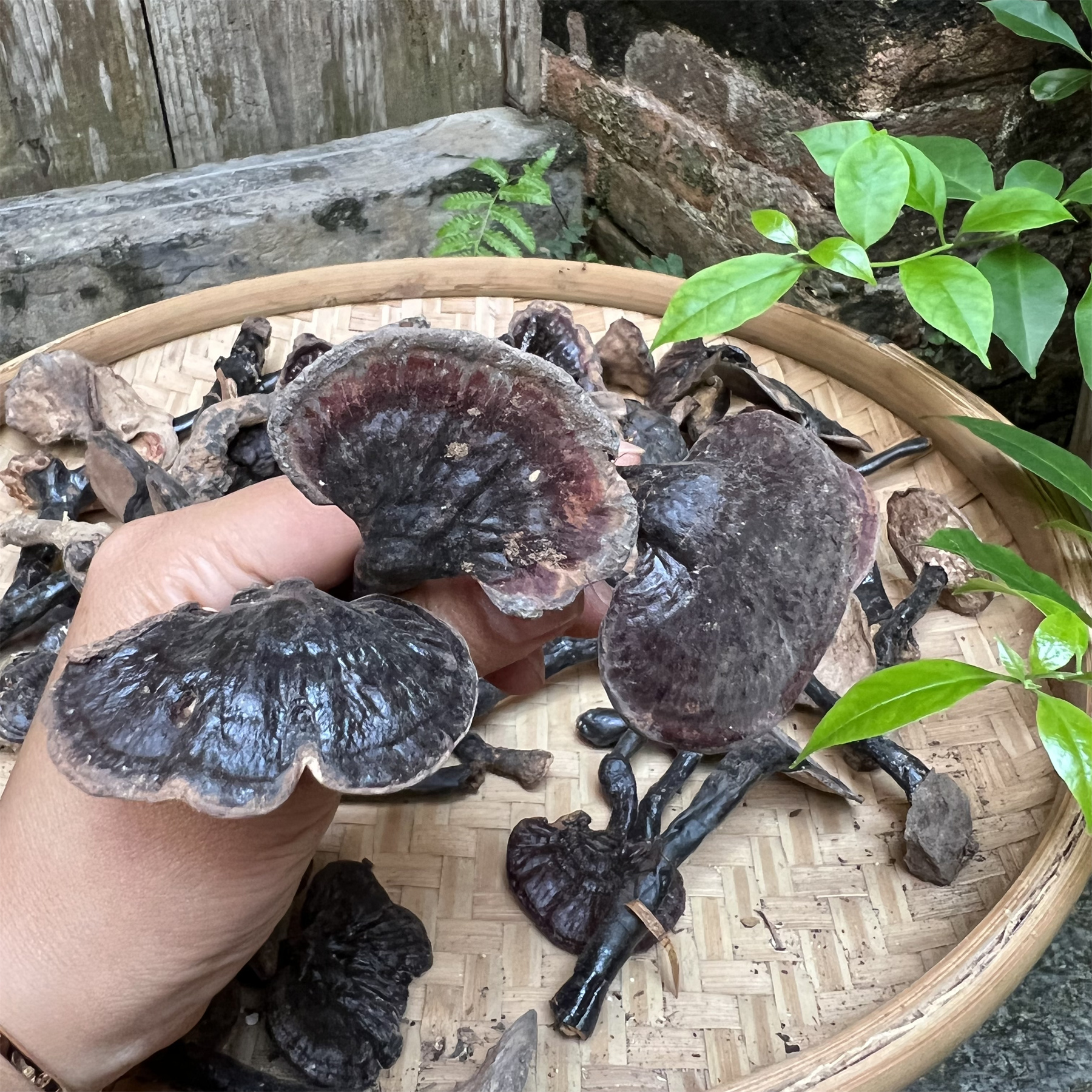 大山野生紫之菇 每批根据大小定价 可煮水煲汤