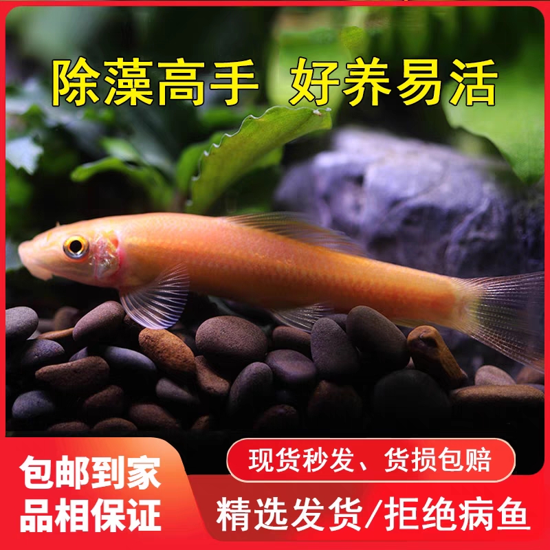 陕西发货彩鲨粉鲨工具鱼小型鱼清洁鱼热带淡水混养性情温色泽艳丽