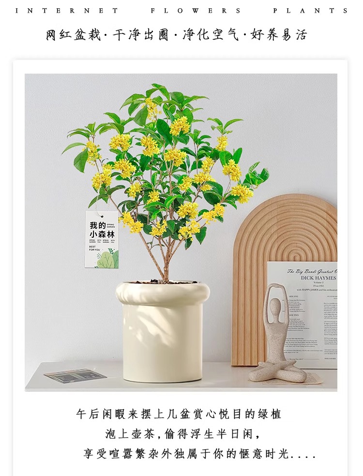 月月桂花树苗四季桂花盆栽树苗耐寒耐高温室内吸甲醇浓香型可食用