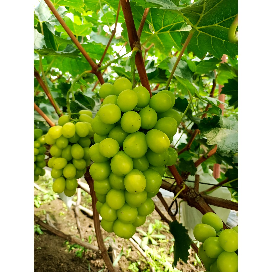 花园植物阳光玫瑰晴王庭院阳台盆栽地栽栽植植物