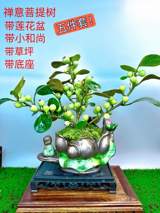 老桩菩提树室内客厅好养绿植带果植物茶桌摆件盆景茶台阳台客厅
