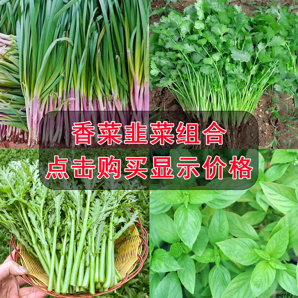 香菜韭菜荆芥香葱茼蒿茴香白根红种子种植品质抗病高产福利季节